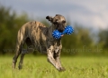41 Windhund-Trio